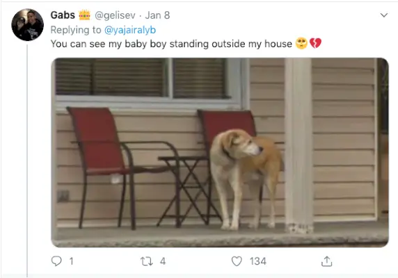 Tweet di un animale domestico deceduto su Google Street View