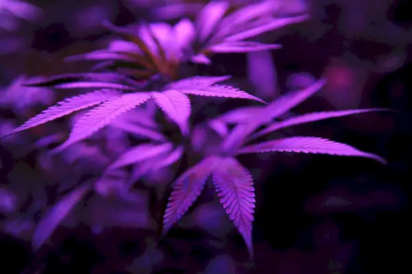 industria della marijuana