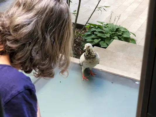 Donna e piccione che si guardano