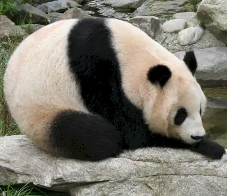 Pandy oszalały! (Wikipedia)