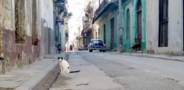 En katt i Havanna.