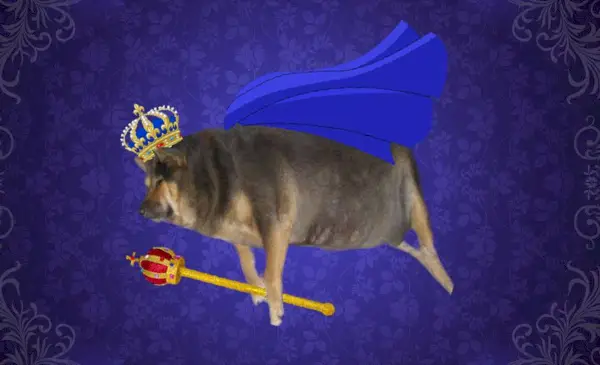 Monet meemit ylistävät pentua. Tämän kommentit luetaan pitkin linjoja