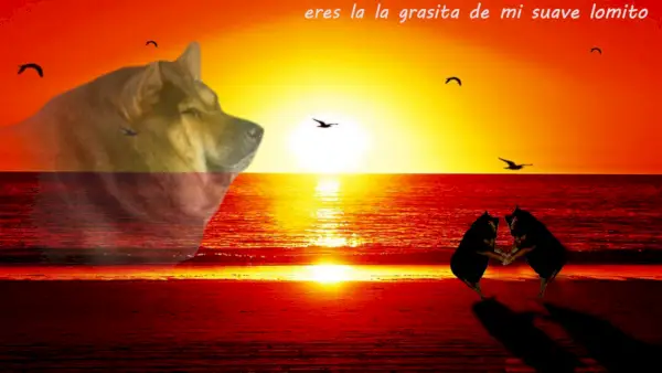 Teksti on käännetty