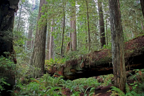 Imatge: Bosc als parcs nacionals i estatals de Redwood, Califòrnia.
