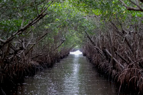 Imatge: River between trees, Everglades National Park, Florida.