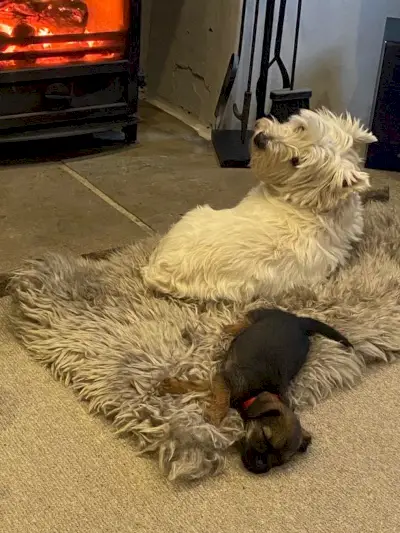 Nickillä on kaksi koiraa - Dora ja Misty