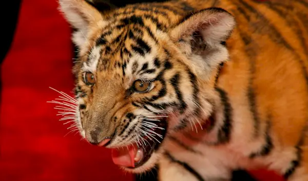 Taikuri Rick Thomas toi tiikeri Chaosin vuoden 2007 World Magic Awards -kilpailuun.