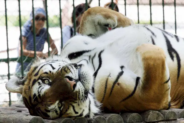 Arvioiden mukaan Yhdysvalloissa asuu 5 000–10 000 tiikereitä takapihoilla, tienvarsieläintarhoissa ja kodeissa.
