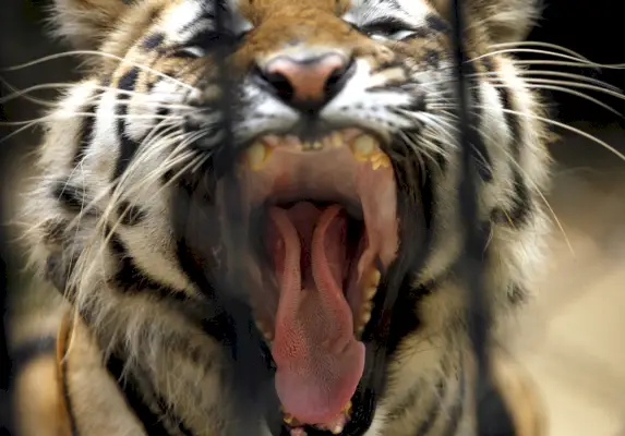 Näiden kauniiden kissojen pitäminen häkissä on yksinkertaisesti julmaa.