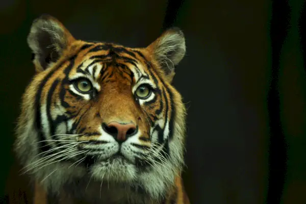 Amerikassa on tiikeriongelma