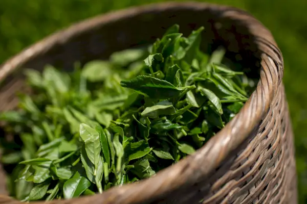 Foglie di tè verde appena raccolte.