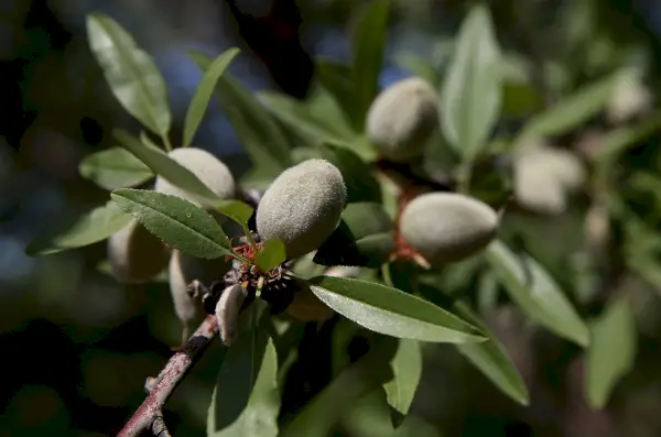 Ordini del medico: mangia questi 8 alimenti per abbassare naturalmente il colesterolo