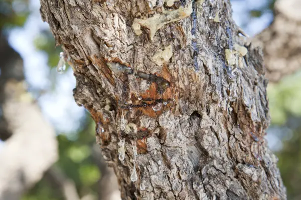 närbild av savharts på Mastic Tree på ön Chios