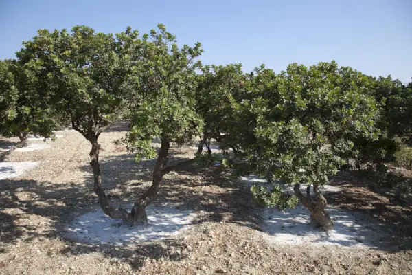 mastixträd som växer på den grekiska ön