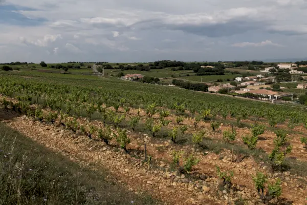 Chateauneuf-de-Papen viinitarhat.