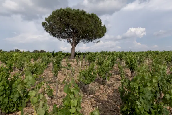 Viinitarhat Provencessa.