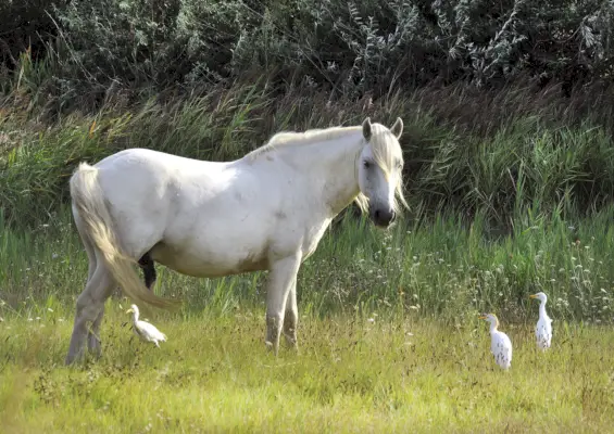 valkoinen hevonen puistossa provencessa