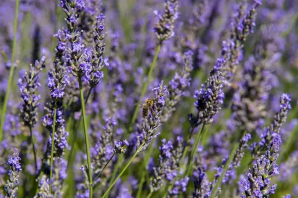 Hunajamehiläiset laventelikukkien päällä Le Chateau du Bois -laventelimuseon näyttelypuutarhassa lähellä Gordesia Luberonissa, Provence-Alpes-Cote d Azurin alueella Etelä-Ranskassa.