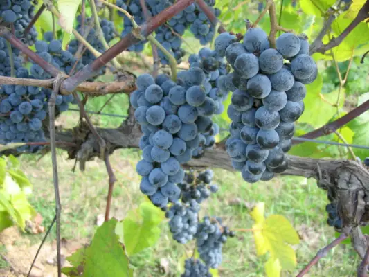 Denna frukt erbjuder druvfördelar.