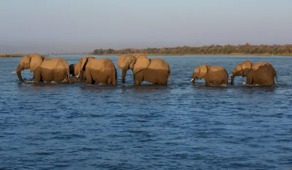 Dzika przyroda znaleziona w prywatnym rezerwacie Sapi o powierzchni 128 000 hektarów, na wschód od Parku Narodowego Mana Pools w Zimbabwe.