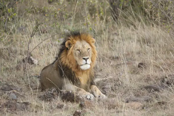 lew w Afryce