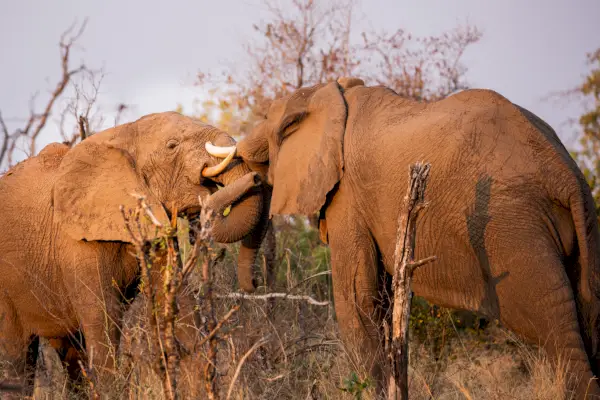 słonie w Mpala Jena, Park Narodowy Zembezi, Zimababwe.