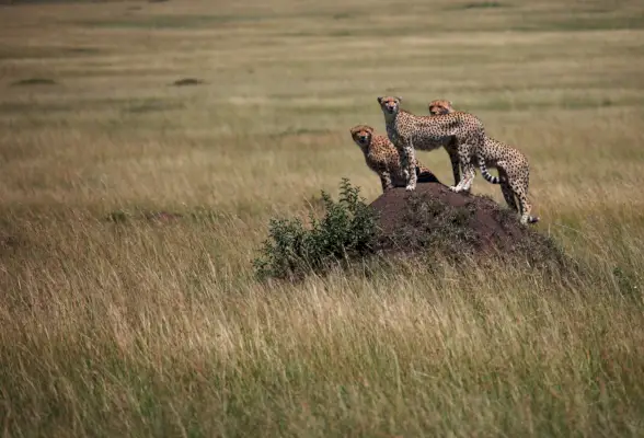 trzy gepardy w Kenii