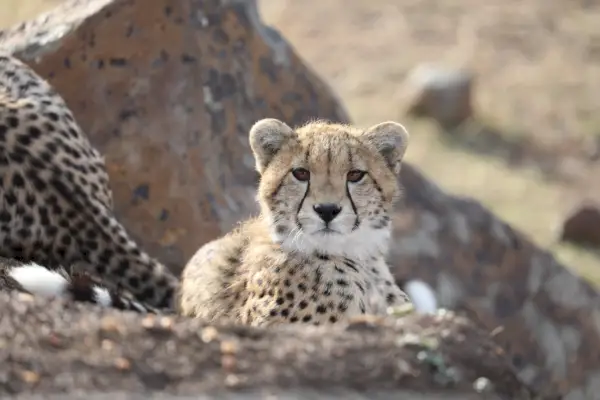 Młode gepard na safari w Botswanie