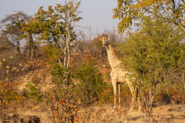 Come pianificare un safari africano