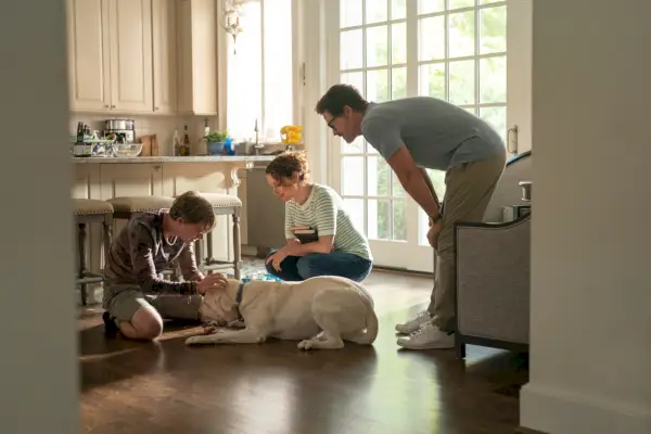 'Dog Gone' -arvostelu: Kyynelehtijä, jolla on kypsät aikomukset